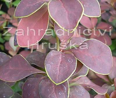 dřišťál - Berberis thunbergii 'Golden Ring'