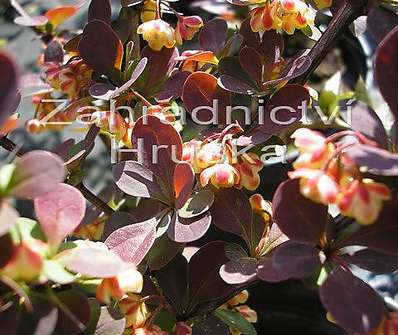 dřišťál - Berberis thunbergii 'Golden Ring'