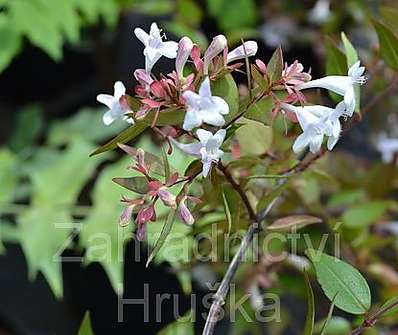abélie - Abelia grandiflora
