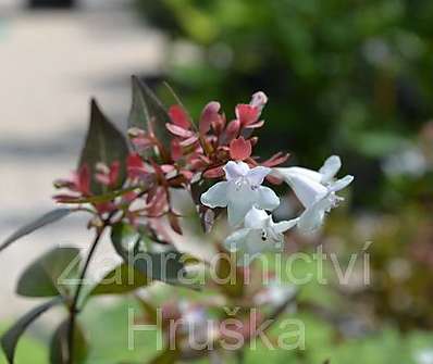 abélie - Abelia grandiflora