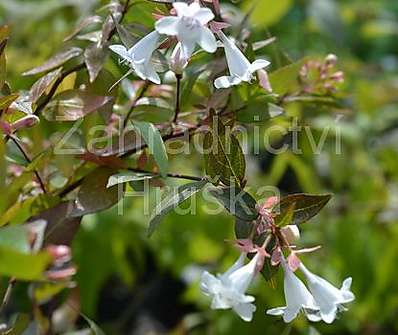 abélie - Abelia grandiflora