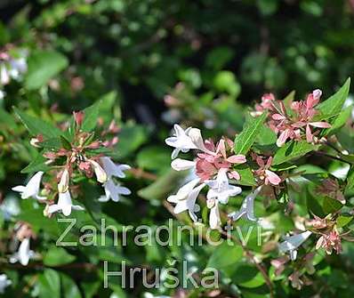 abélie - Abelia grandiflora