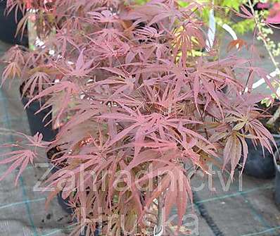 javor - Acer palmatum 'Pavé Dave'
