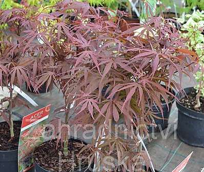 javor - Acer palmatum 'Pavé Dave'