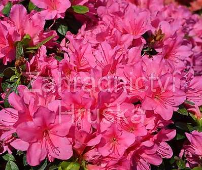 Azalea japonica 'Isabel'
