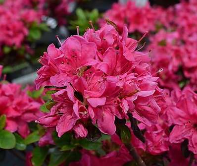Azalea japonica 'Rubinetta'