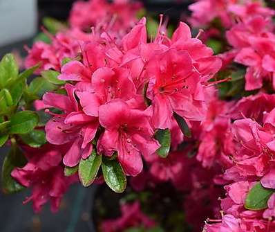 Azalea japonica 'Rubinetta'
