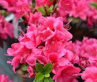 Azalea japonica 'Rubinetta'