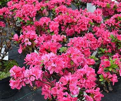 Azalea japonica 'Rubinetta'