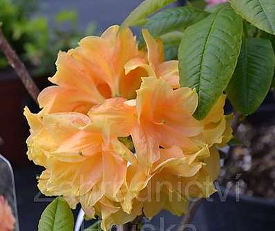 Azalea knaphill 'Csardas'