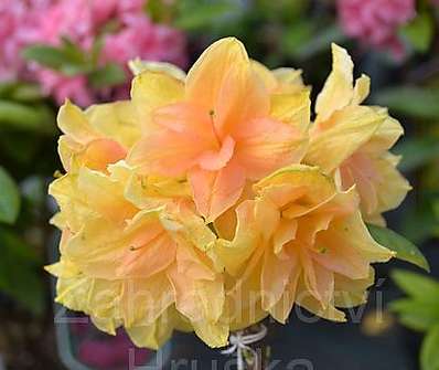 Azalea knaphill 'Csardas'