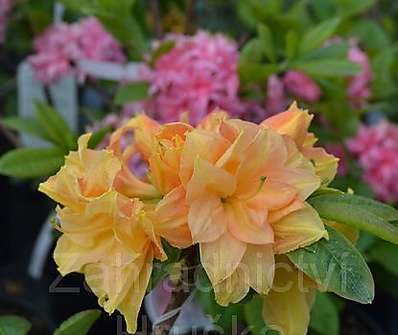 Azalea knaphill 'Csardas'
