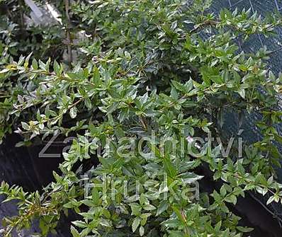 dřišťál - Berberis interposita 'Wallich´s Purple'