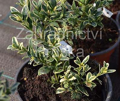 zimostráz - Buxus sempervirens 'Argenteovariegata'