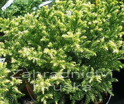 Cryptomeria japonica 'Vilmorinian Gold.'