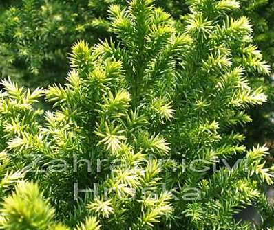 Cryptomeria japonica 'Vilmorinian Gold.'