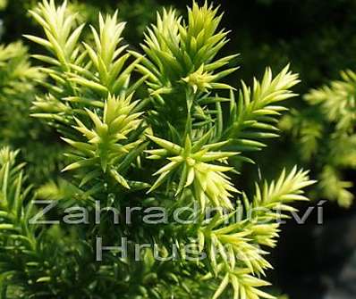 Cryptomeria japonica 'Vilmorinian Gold.'