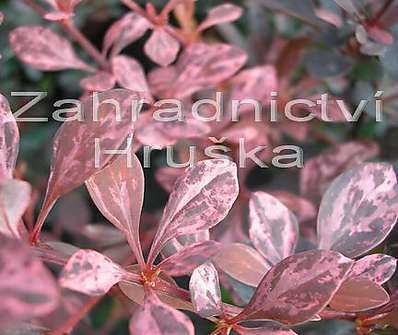 dřišťál - Berberis thunbergii 'Harlequin'