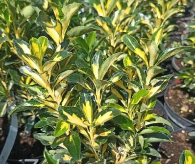 brslen - Euonymus japonicus 'Exstase'