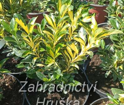 brslen - Euonymus japonicus 'Exstase'