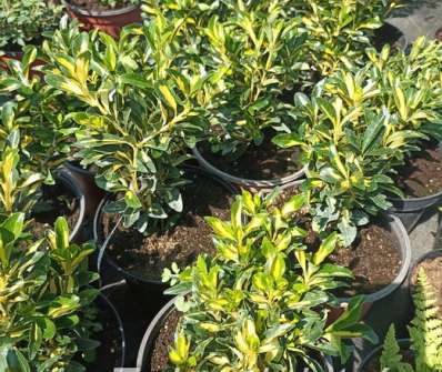 brslen - Euonymus japonicus 'Exstase'