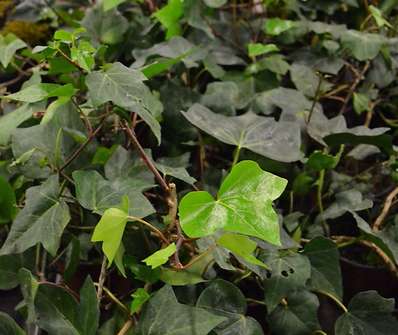 břečťan - Hedera canariensis
