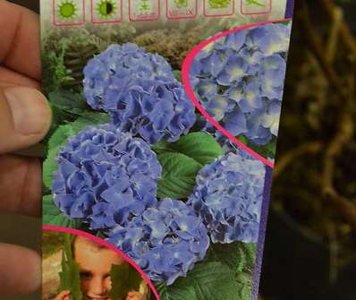 hortenzie - Hydrangea macrophylla 'Lavbla' ( Blauer Zwerg)