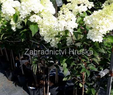 hortenzie - Hydrangea paniculata 'Living Strawberry Blossom'