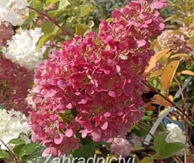 hortenzie - Hydrangea paniculata 'Living Strawberry Blossom'