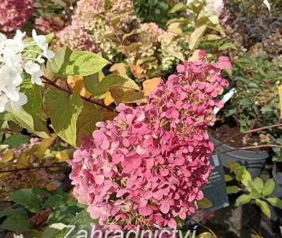 hortenzie - Hydrangea paniculata 'Living Strawberry Blossom'