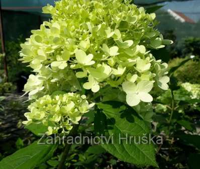 hortenzie - Hydrangea paniculata 'Living Summer Snow'