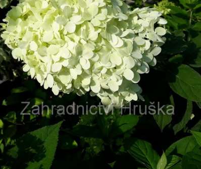 hortenzie - Hydrangea paniculata 'Living Summer Snow'