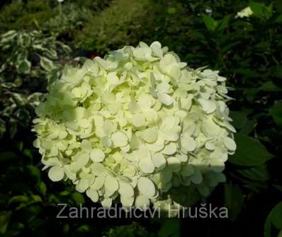 hortenzie - Hydrangea paniculata 'Living Summer Snow'
