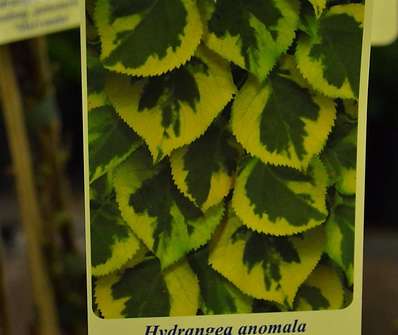 hortenzie - Hydrangea anomala ( petiolaris ) 'Mirranda'