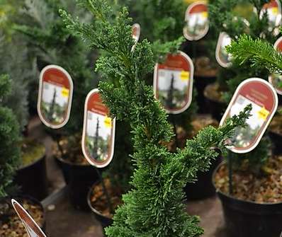 cypřišek - Chamaecyparis lawsoniana 'Wissel´s Saguaro'
