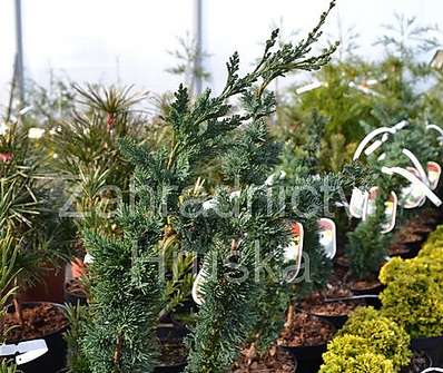 cypřišek - Chamaecyparis lawsoniana 'Wissel´s Saguaro'