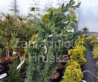 cypřišek - Chamaecyparis lawsoniana 'Wissel´s Saguaro'