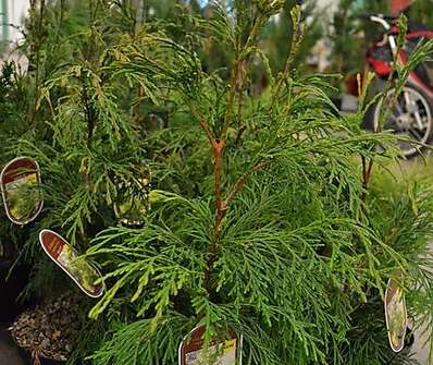 cypřišek - Chamaecyparis nootkatensis 'Aldrich Mountain'