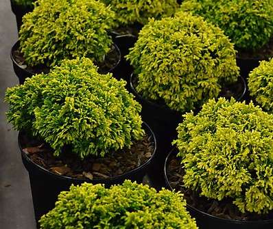 cypřišek - Chamaecyparis pisifera 'Nana Bergh´s'