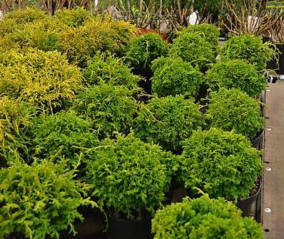 cypřišek - Chamaecyparis pisifera 'Tsukumi'
