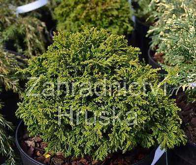 cypřišek - Chamaecyparis pisifera 'Tsukumi'