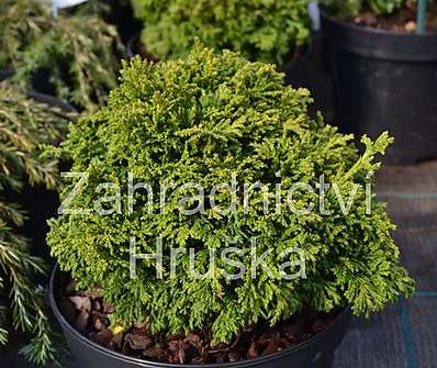 cypřišek - Chamaecyparis pisifera 'Tsukumi'