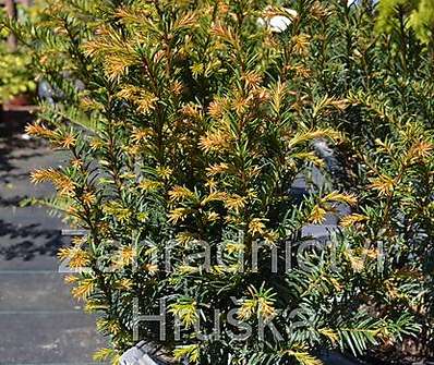 tis - Taxus baccata