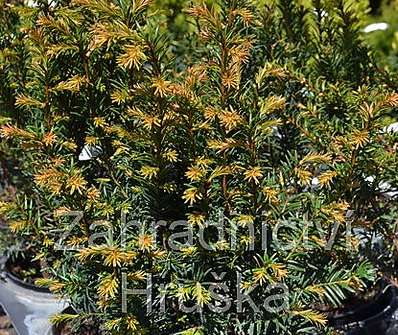 tis - Taxus baccata