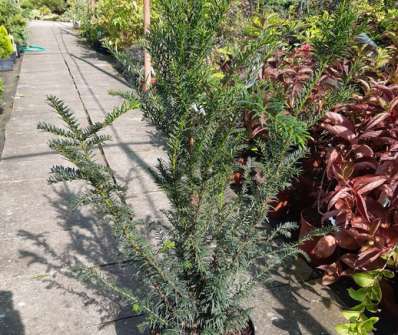 tis - Taxus baccata