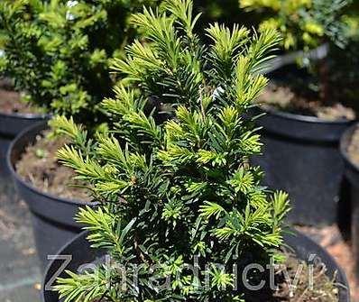 tis - Taxus media 'Strait Hedge'