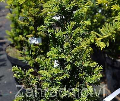 tis - Taxus media 'Strait Hedge'