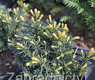 tis - Taxus media 'Strait Hedge'