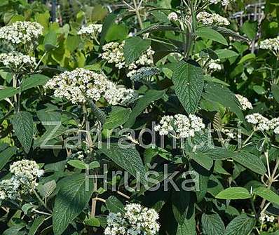 kalina - Viburnum rhytidophylum 'Willowwood'