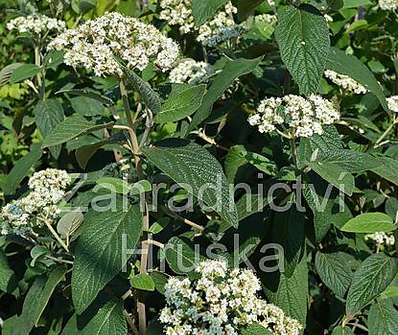 kalina - Viburnum rhytidophylum 'Willowwood'